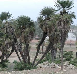 Amazon.co.jp: 【種子】Chamaerops Humilis ◇ヤシ(椰子)チャメ